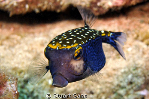 Lil blue box fish by Stuart Ganz 